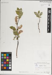 Foto von Salix karelinii Turcz. ex Stschegl.